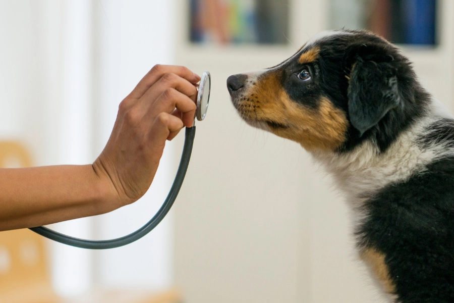 cute black, white, and tan puppy sniffing a stethoscope at the vet